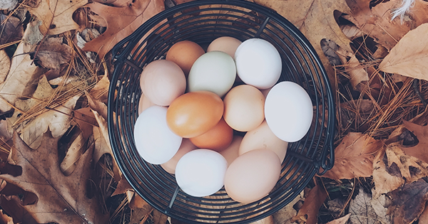 4 tipy, ako využiť škrupiny z vajíčok v záhrade