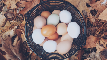 4 tipy, ako využiť škrupiny z vajíčok v záhrade